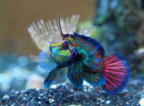 marine fish|Saltwater fish .